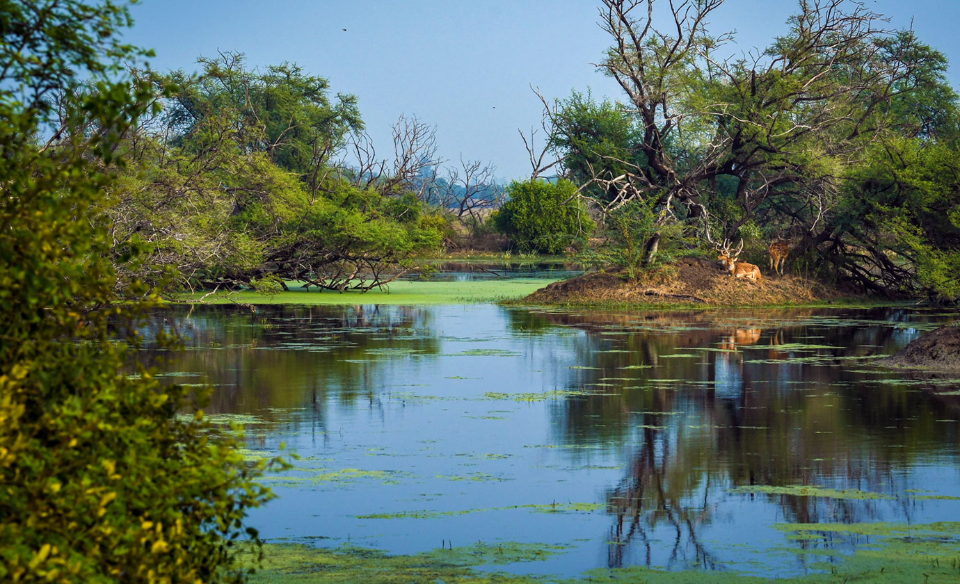 The Keoladeo national Park is a world heritage site