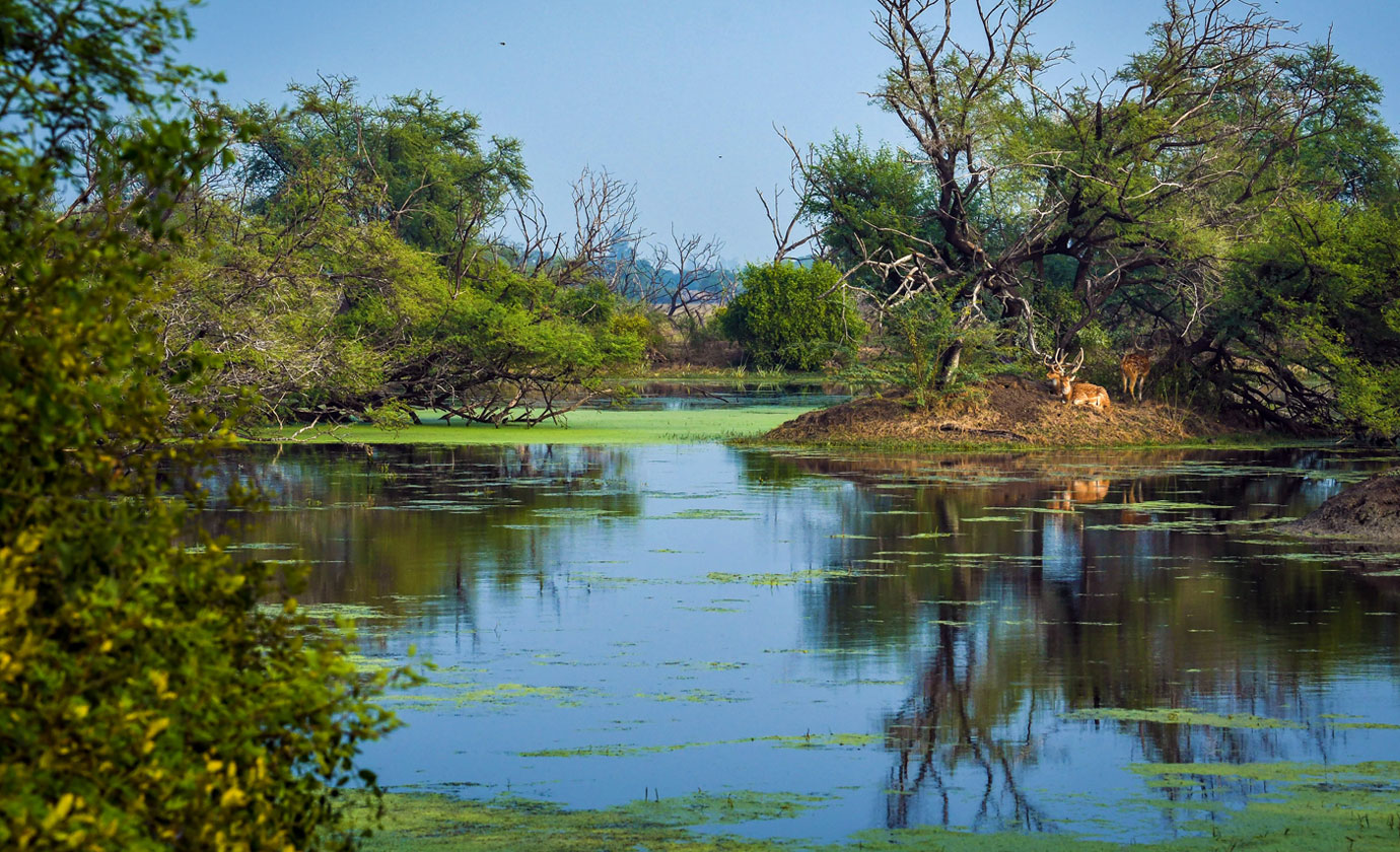 The Keoladeo national Park is a world heritage site