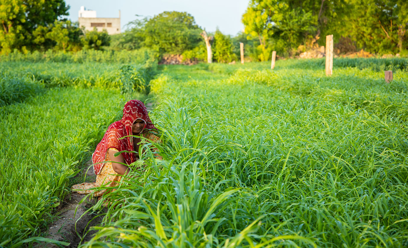Rajasthan has India’s seventh largest economy